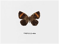 藏品(帶錨紋蛾)的圖片